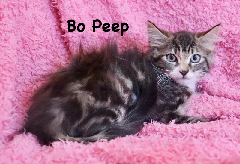 Bo Peep thumbnail 4