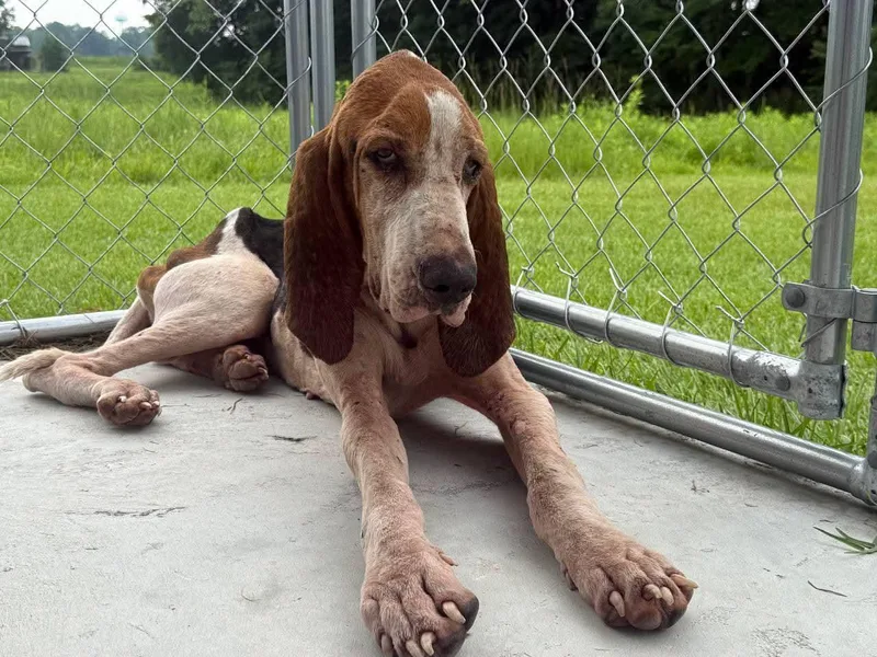 A young medium-sized male Tricolor (Brown, Black, & White) Hound dog named Ranger for adoption in Macclesfield, NC