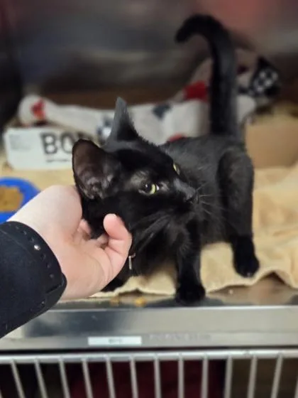 A baby medium-sized male Domestic Short Hair cat named Ike for adoption in Westland, MI