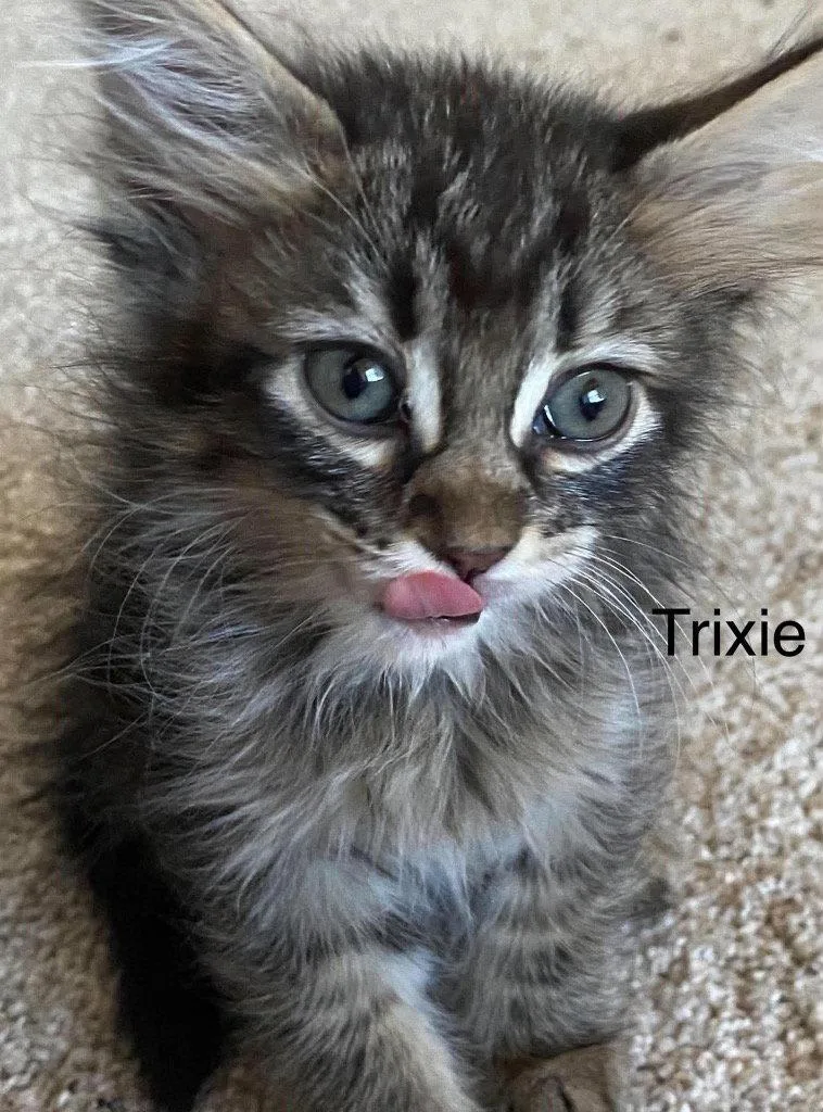 A baby small-sized female Torbie cat named Trixie for adoption in Saint George, UT