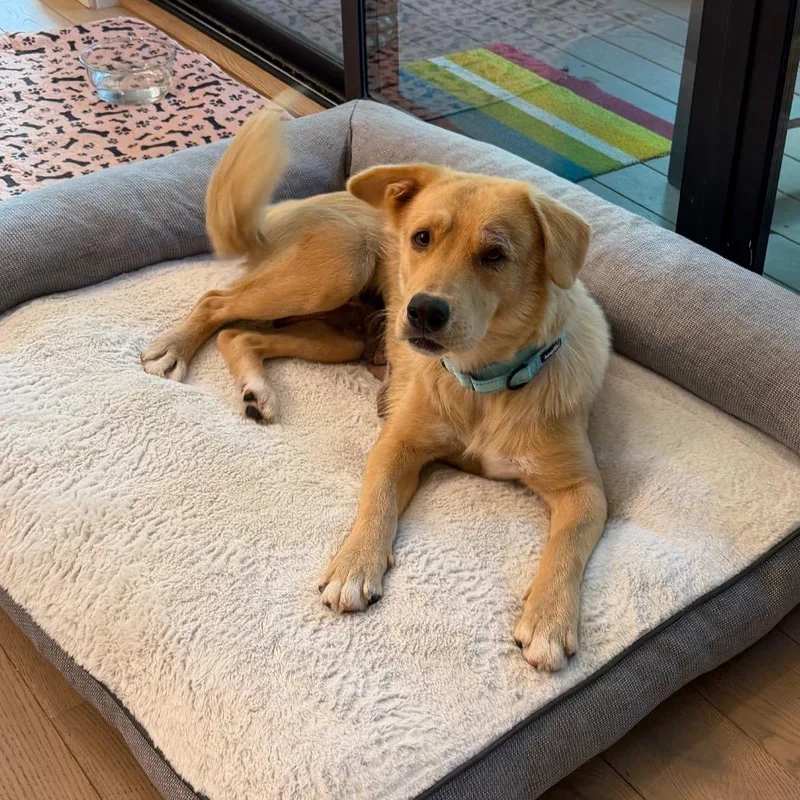 A young medium-sized female Yellow / Tan / Blond / Fawn Golden Retriever dog named Susie for adoption in Santa Fe, TX