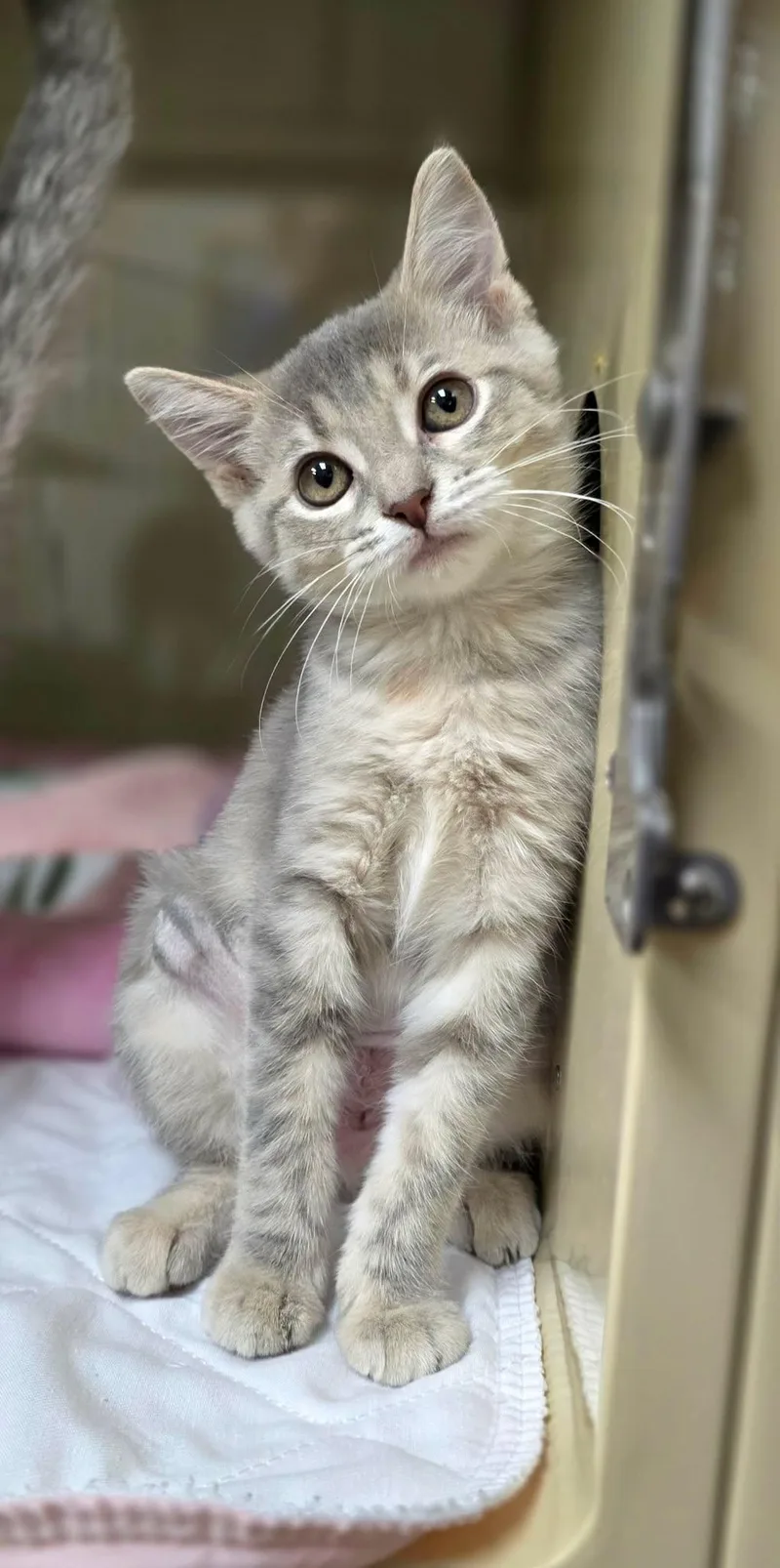 A baby medium-sized female Dilute Calico Domestic Short Hair cat named Happy for adoption in New Castle, PA