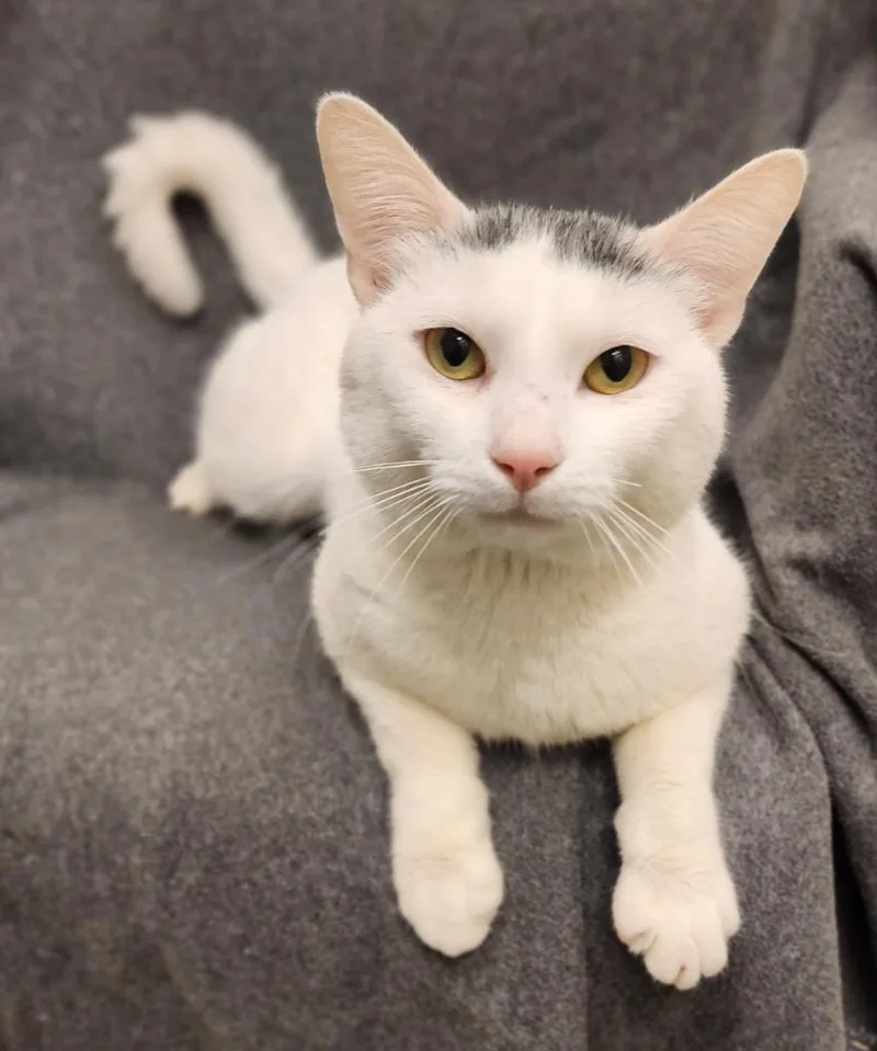 Whitey Titey