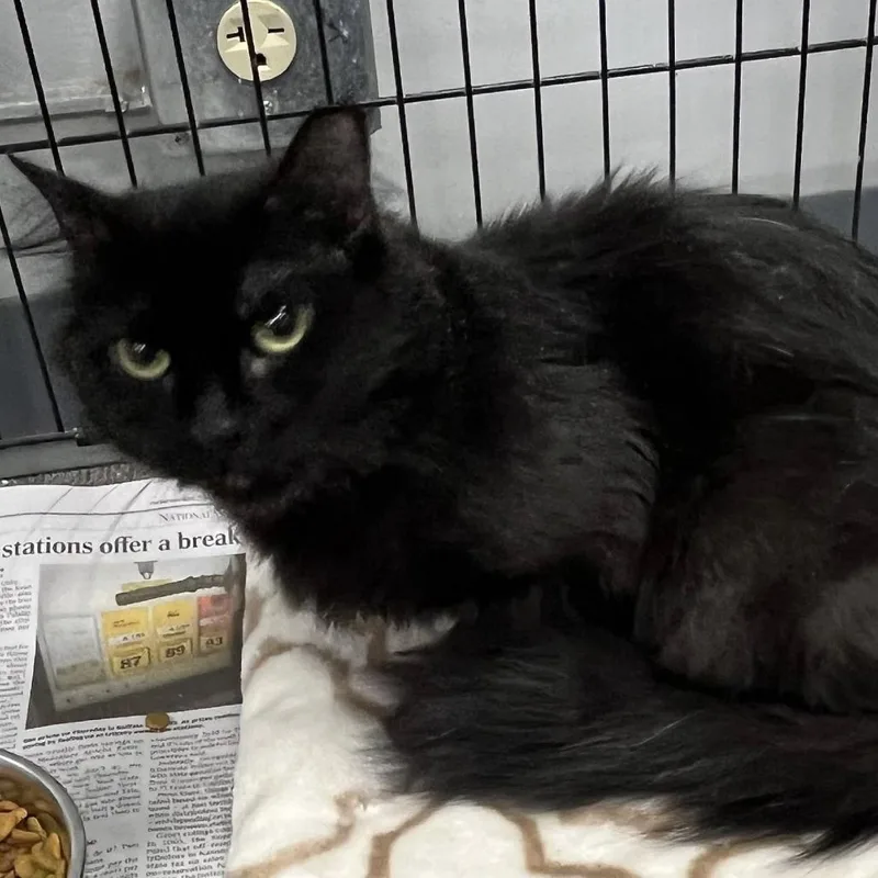 An adult medium-sized female Black Domestic Medium Hair cat named Genie for adoption in Hamburg, NY