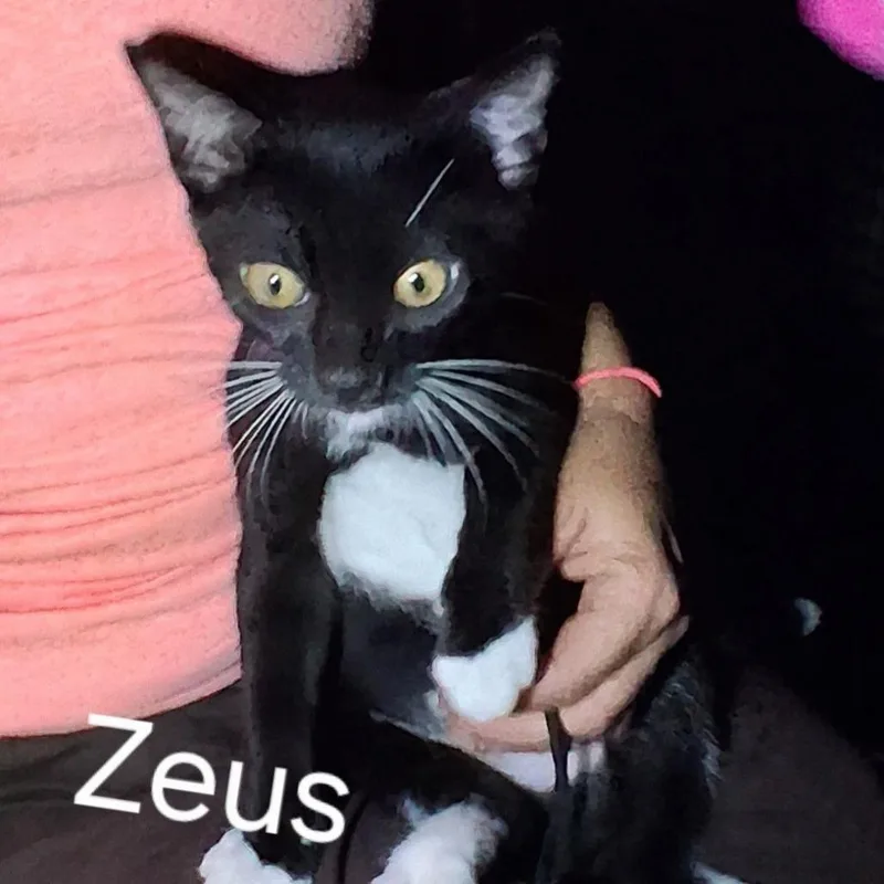 Zeus