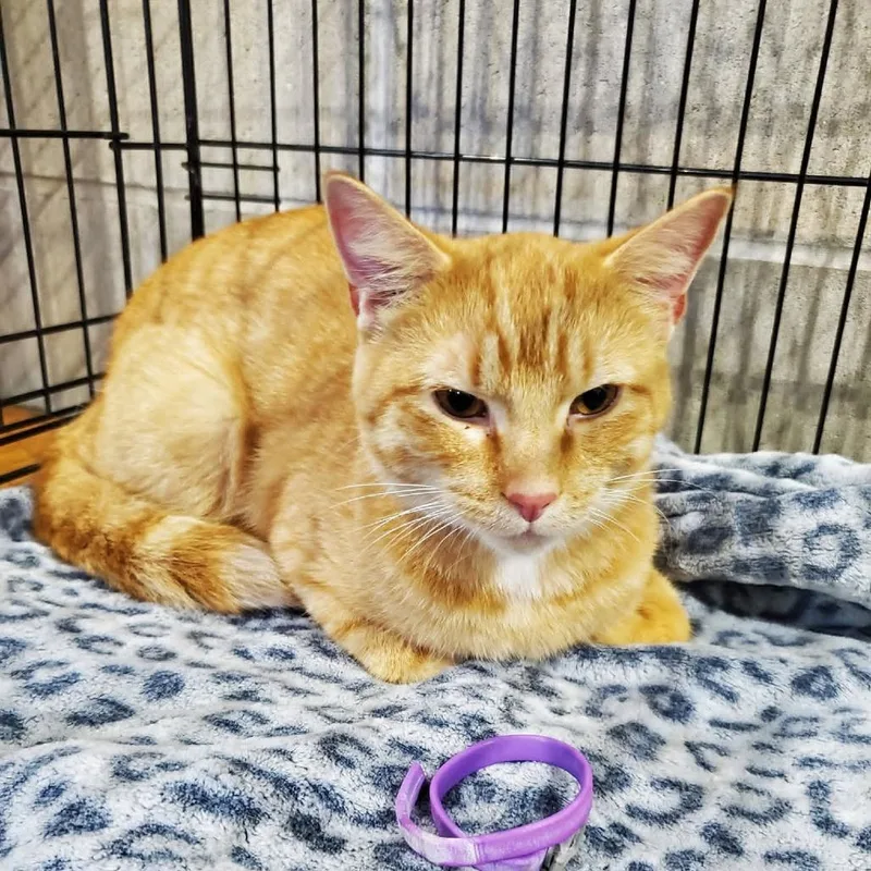 An adult medium-sized male Orange / Red Domestic Short Hair cat named Tuna for adoption in Mondovi, WI