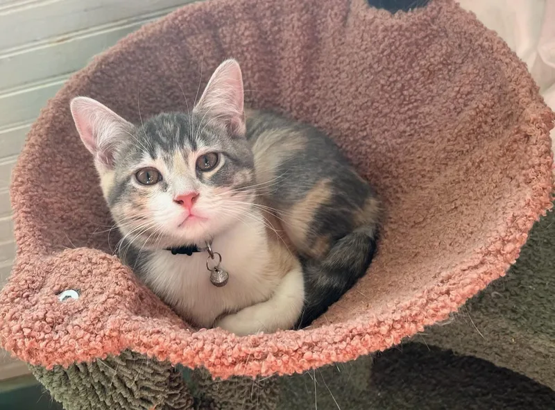 A young medium-sized female Torbie cat named Piper for adoption in Muncie, IN