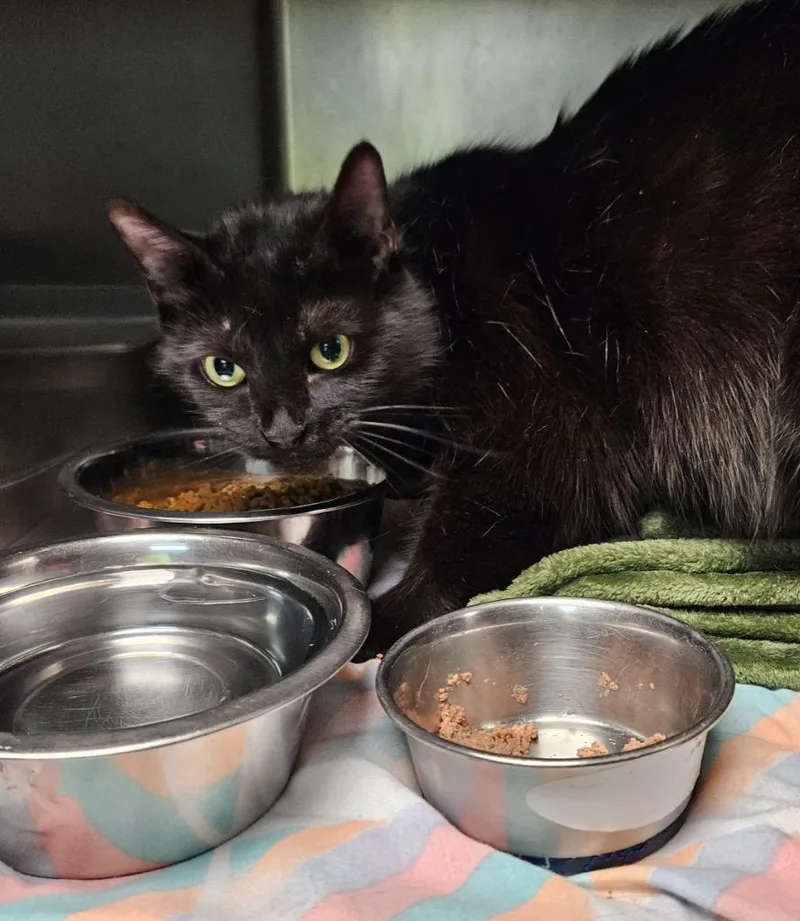 A young medium-sized female Domestic Short Hair cat named Sabrina for adoption in Sherwood, AR