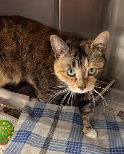 An adult small-sized female Domestic Short Hair cat named Luna for adoption in Bridgewater, NJ