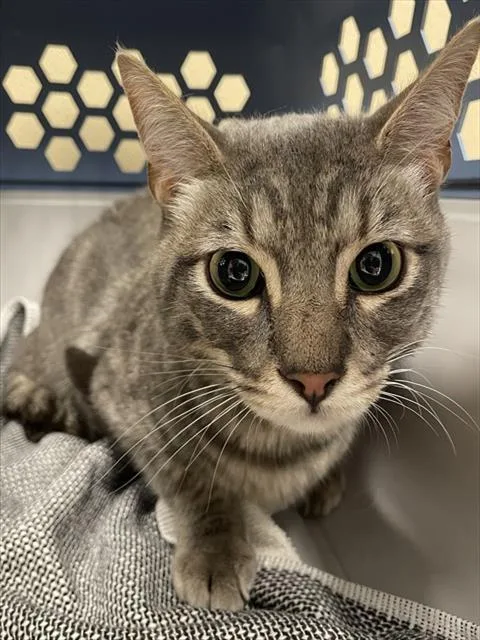 An adult medium-sized male Gray / Blue / Silver Domestic Short Hair cat named Ollie for adoption in Clyde, NC