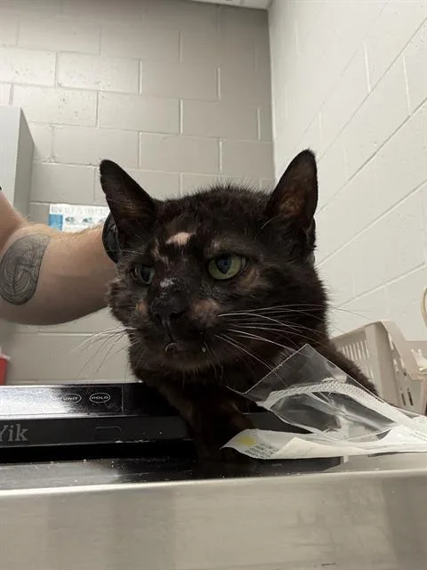 An adult small-sized male Domestic Short Hair cat named Jake for adoption in Indianapolis, IN