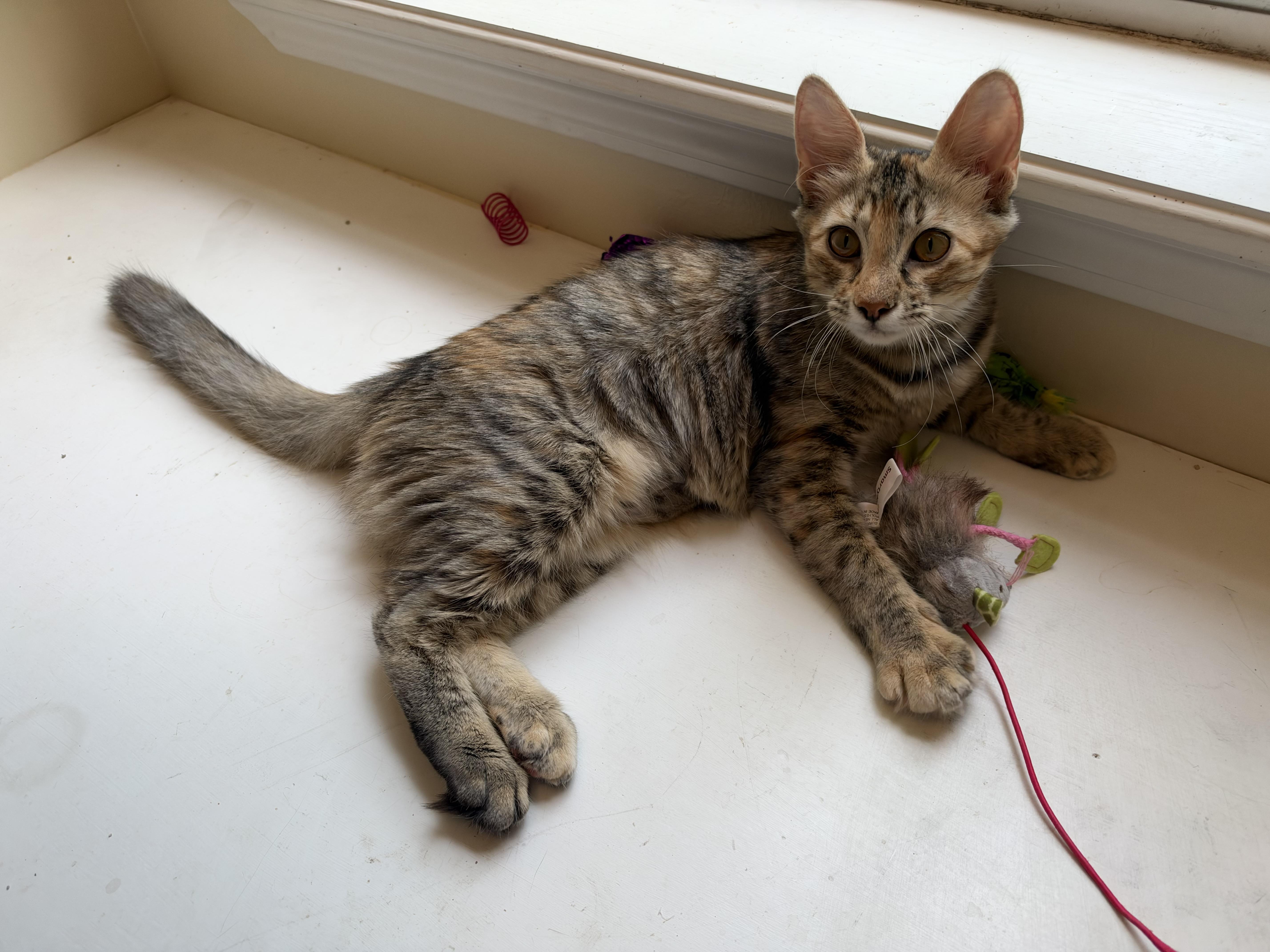 A baby medium-sized female Dilute Tortoiseshell Domestic Medium Hair cat named Maisey for adoption in Alexandria, LA