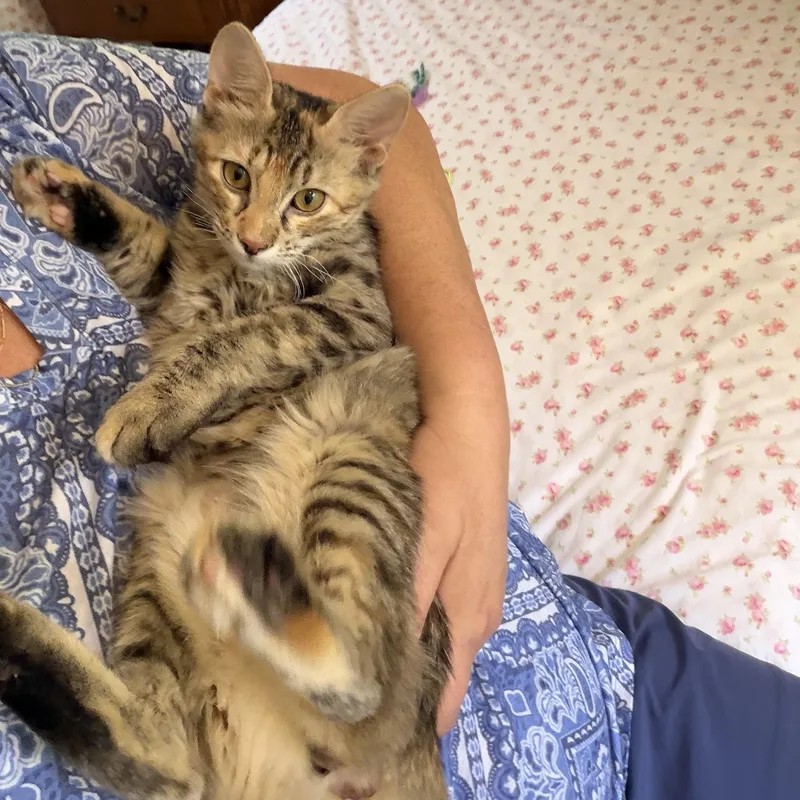 Maisey thumbnail 3
