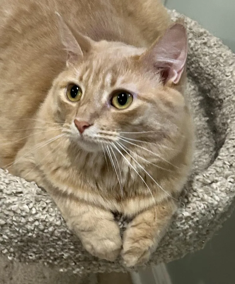 A young medium-sized female Buff / Tan / Fawn Domestic Long Hair cat named Honey for adoption in Allentown, NJ