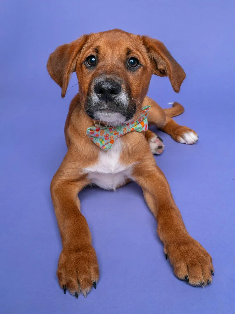 Fair: Ring Toss thumbnail 2