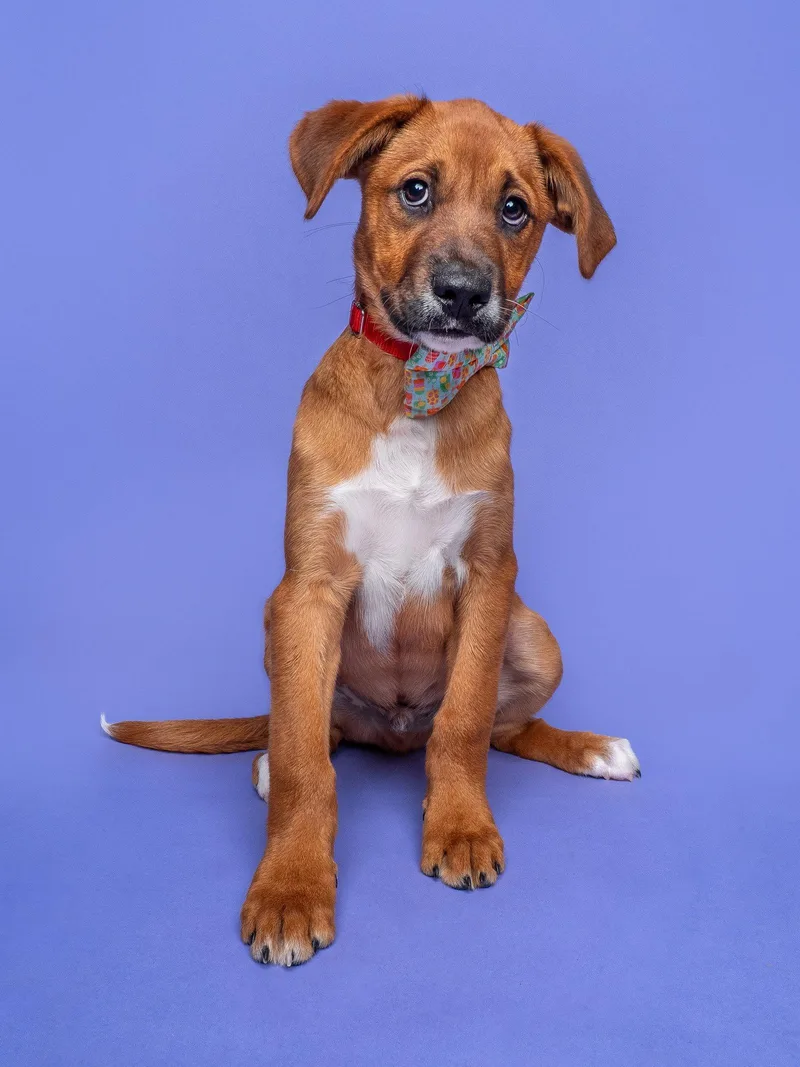 Fair: Ring Toss thumbnail 3