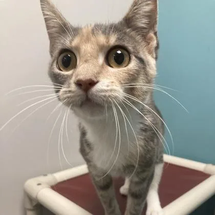 Ziggy