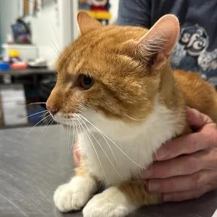 An adult large-sized male Orange / Red Domestic Short Hair cat named The Unrepentant for adoption in Fredericksburg, VA