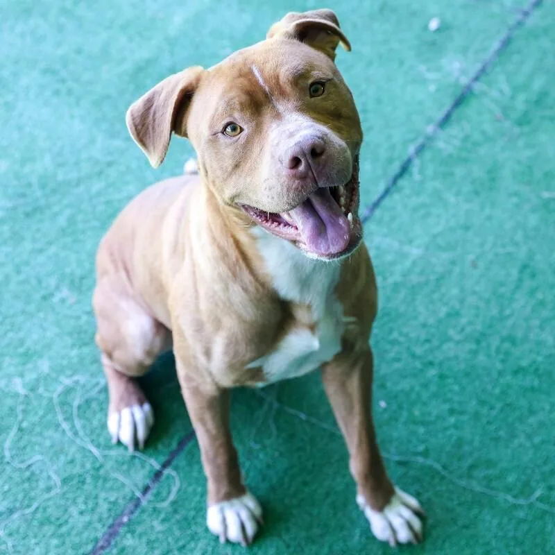 An adult medium-sized male Pit Bull Terrier dog named Chili for adoption in Roanoke, VA