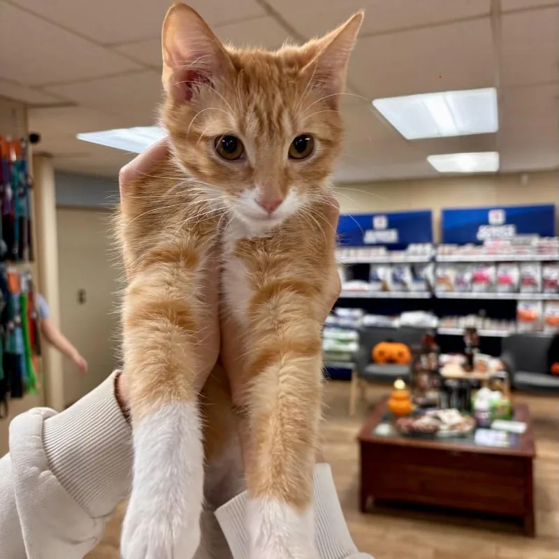 A young medium-sized male Orange / Red Domestic Short Hair cat named Citrus for adoption in Buffalo, MN