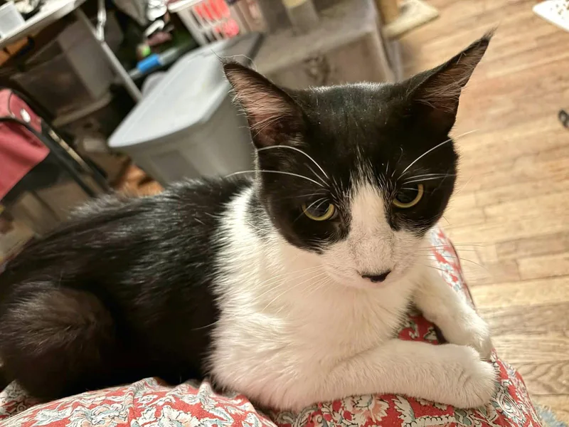 A young medium-sized male Domestic Short Hair cat named Gem for adoption in Camden, SC