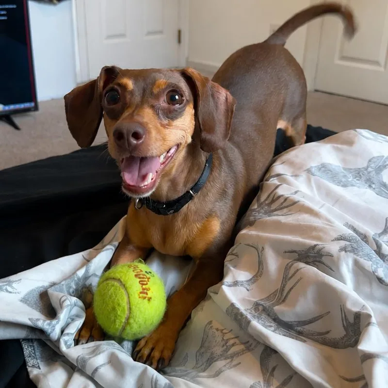 An adult small-sized female Brown / Chocolate Dachshund dog named Guinevere for adoption in Springboro, OH