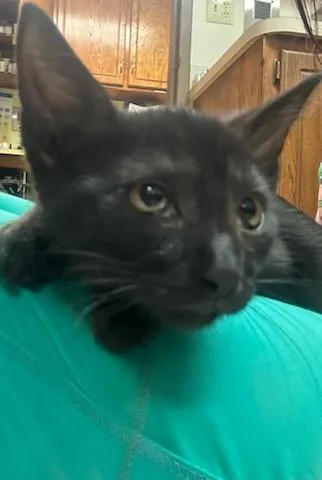 A baby medium-sized male Black Domestic Short Hair cat named Usher for adoption in Oklahoma City, OK