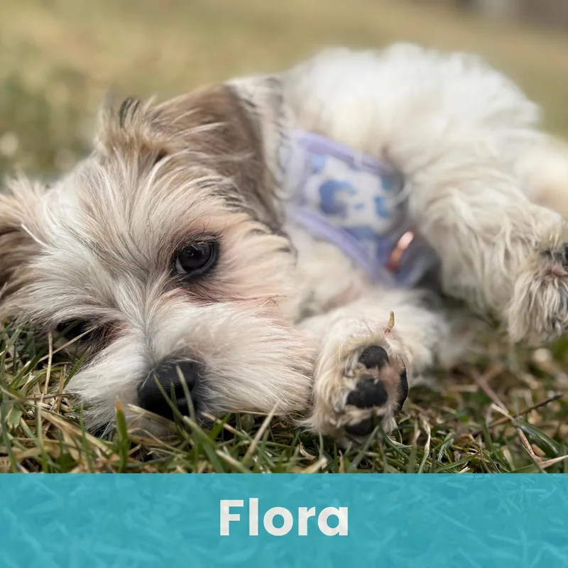 Flora