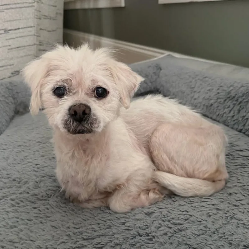 A senior small-sized female Shih Tzu dog named Roxanne for adoption in Columbia, SC