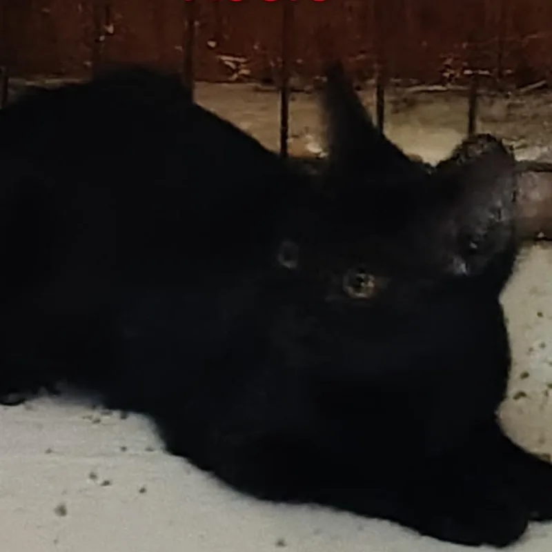 A baby small-sized female Black Domestic Short Hair cat named Rosie for adoption in Granby, MO