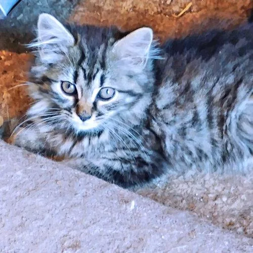A baby medium-sized female Tabby cat named Tipsy Mae for adoption in Rutherfordton, NC