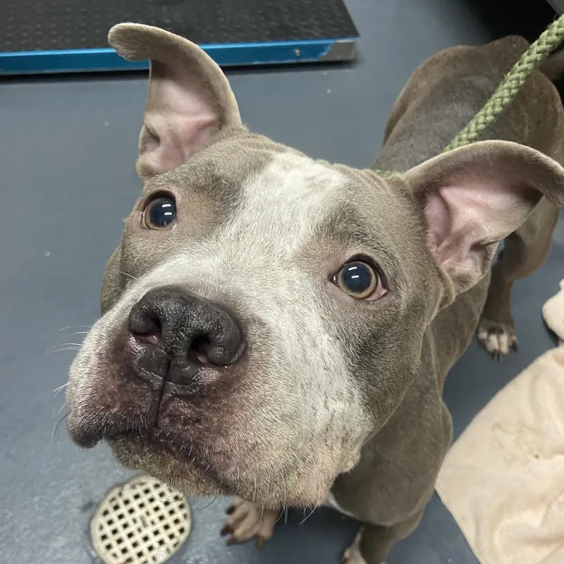 Freckles thumbnail 3