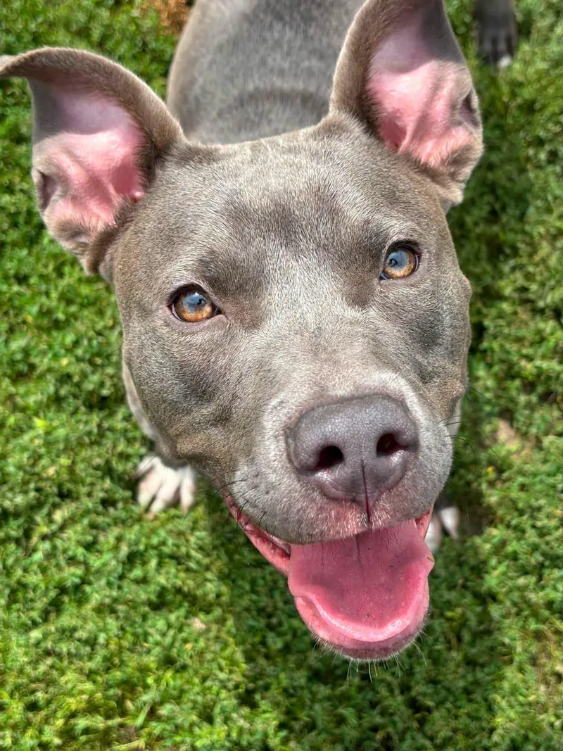 An adult medium-sized female Mixed Breed dog named Vayla for adoption in Davenport, IA