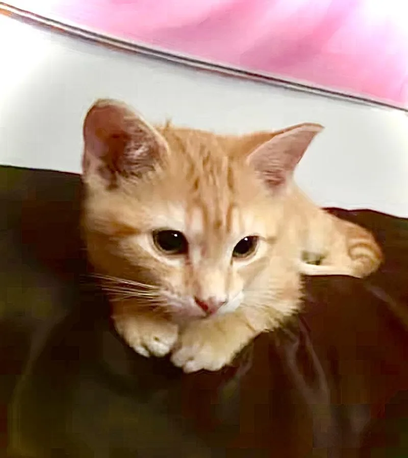 A baby small-sized female Domestic Short Hair cat named Nibbles for adoption in Princeton, IN