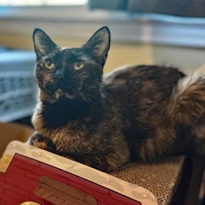 An adult small-sized female Orange / Red Domestic Short Hair cat named Dragon for adoption in Atlanta, GA