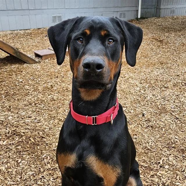 A young large-sized male Doberman Pinscher dog named Heath for adoption in Kent, WA