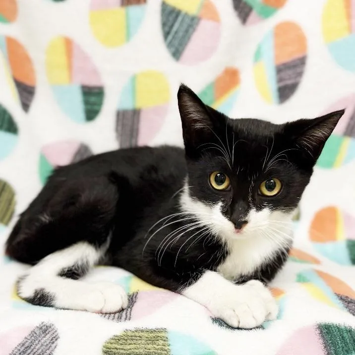A baby small-sized male Black Domestic Short Hair cat named Lyle for adoption in Mount Juliet, TN