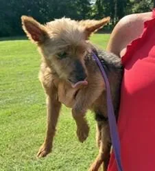 A senior small-sized male Brown / Chocolate Schnauzer dog named Caeleb for adoption in Tulsa, OK