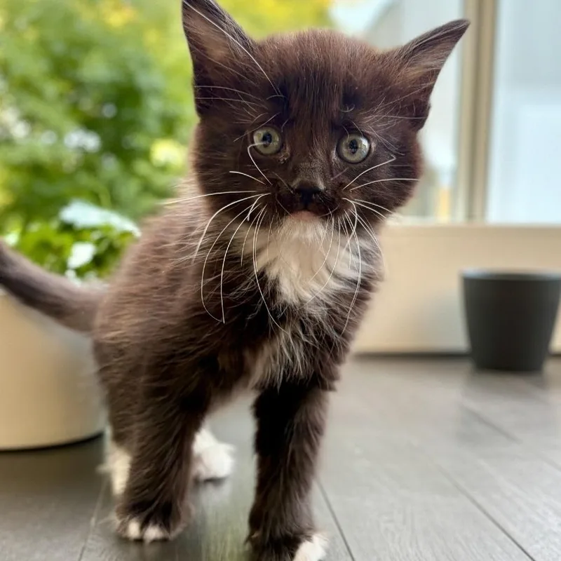 A baby small-sized female Black Domestic Medium Hair cat named Lala for adoption in Brea, CA