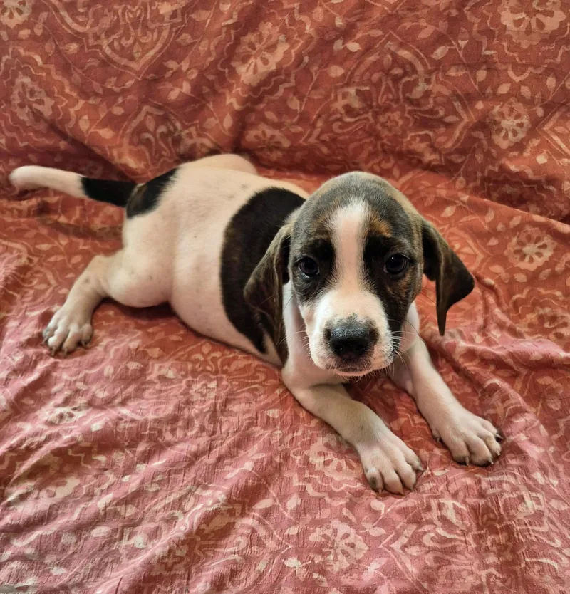 Piper
