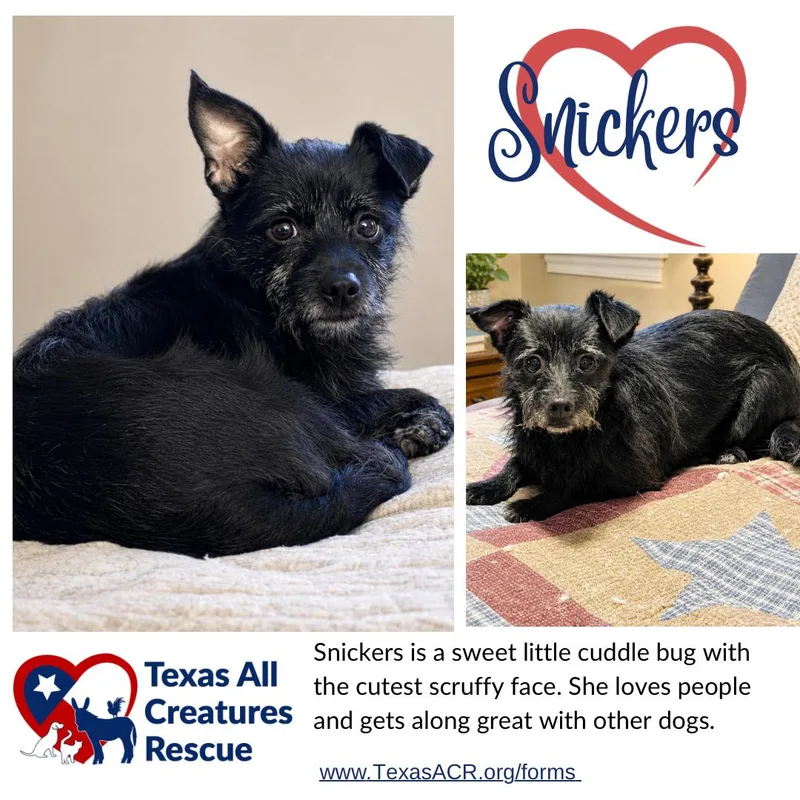 Snickers