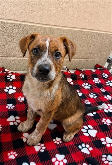 A baby small-sized female Australian Cattle Dog / Blue Heeler dog named Lola for adoption in Statesville, NC