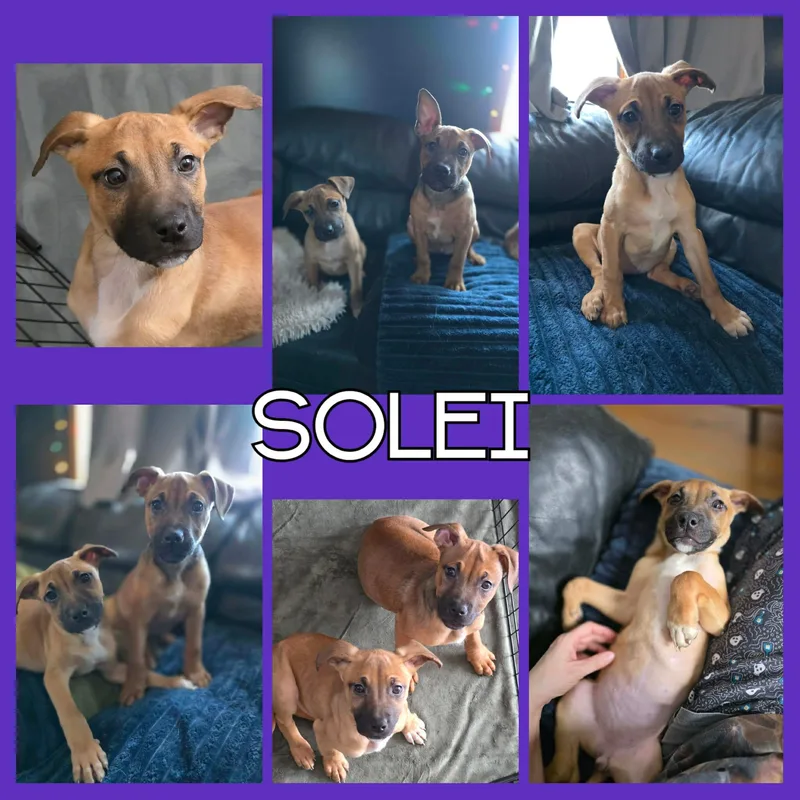 Solei