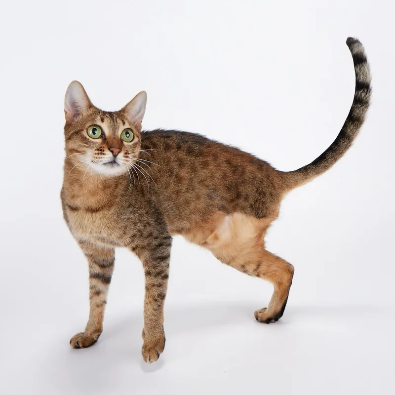 An adult medium-sized female Brown / Chocolate Domestic Short Hair cat named Captain Jade for adoption in League City, TX