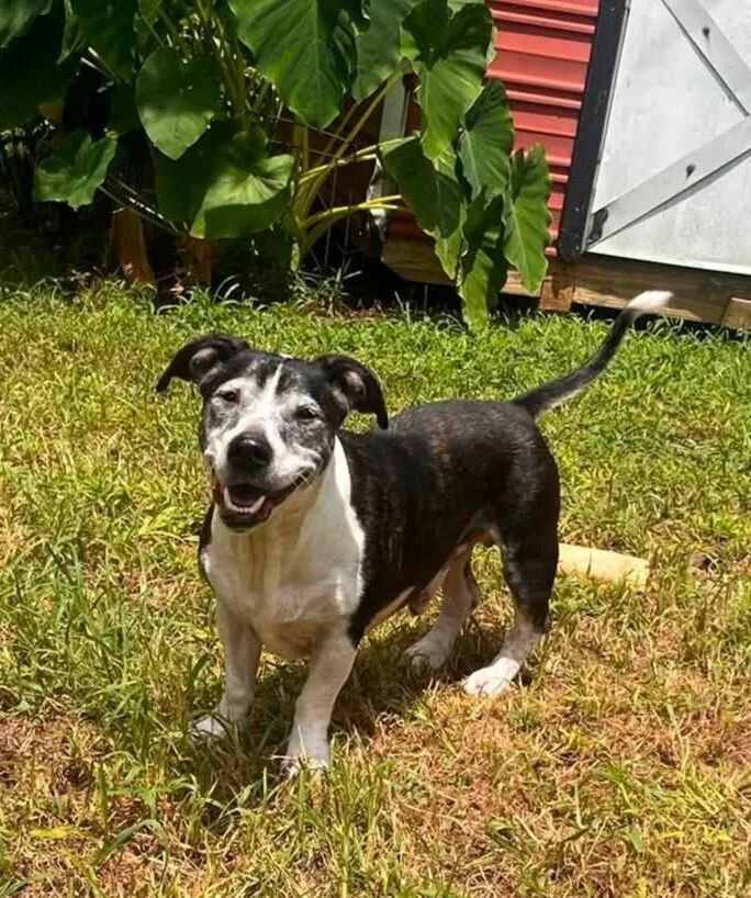 A senior medium-sized male Hound dog named Gary for adoption in Acworth, GA