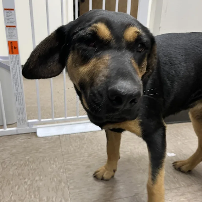 An adult medium-sized female Hound dog named Cherry for adoption in Morrisville, VT