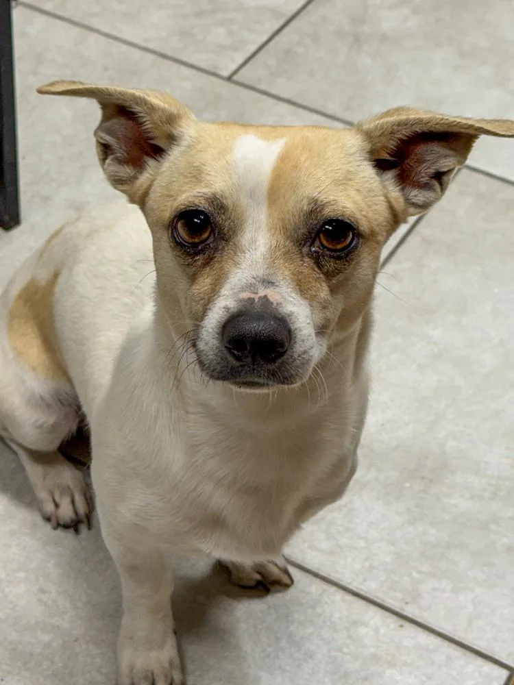 Gordo Gordo thumbnail 2