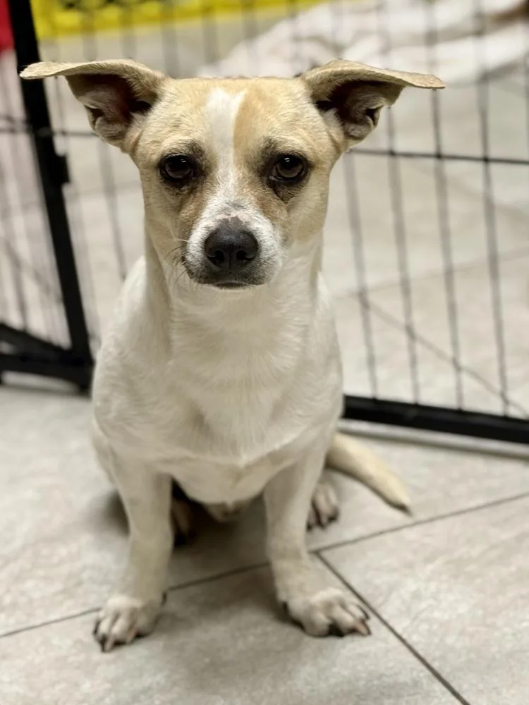 Gordo Gordo thumbnail 3