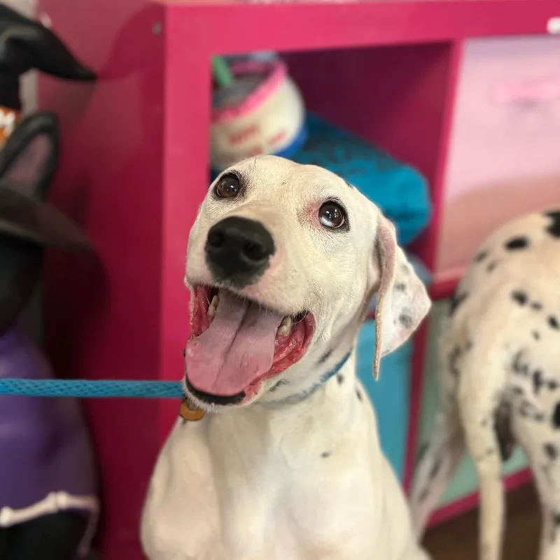 Wiggly thumbnail 4