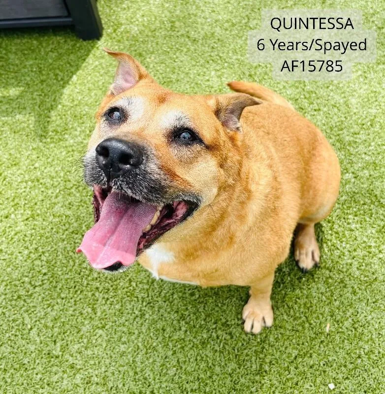 Quintessa